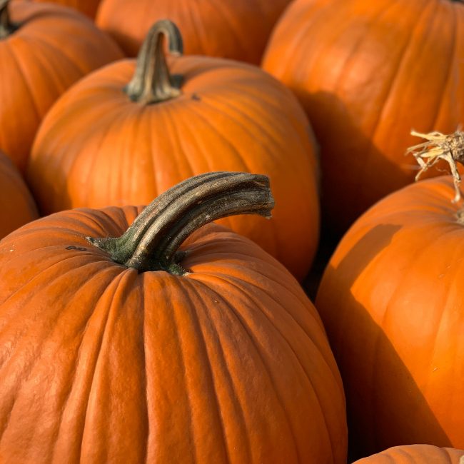 Jack O'Lantern Pumpkin